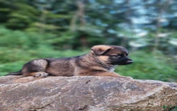 German Shepherd dogs for sale: Kaja - Image 10