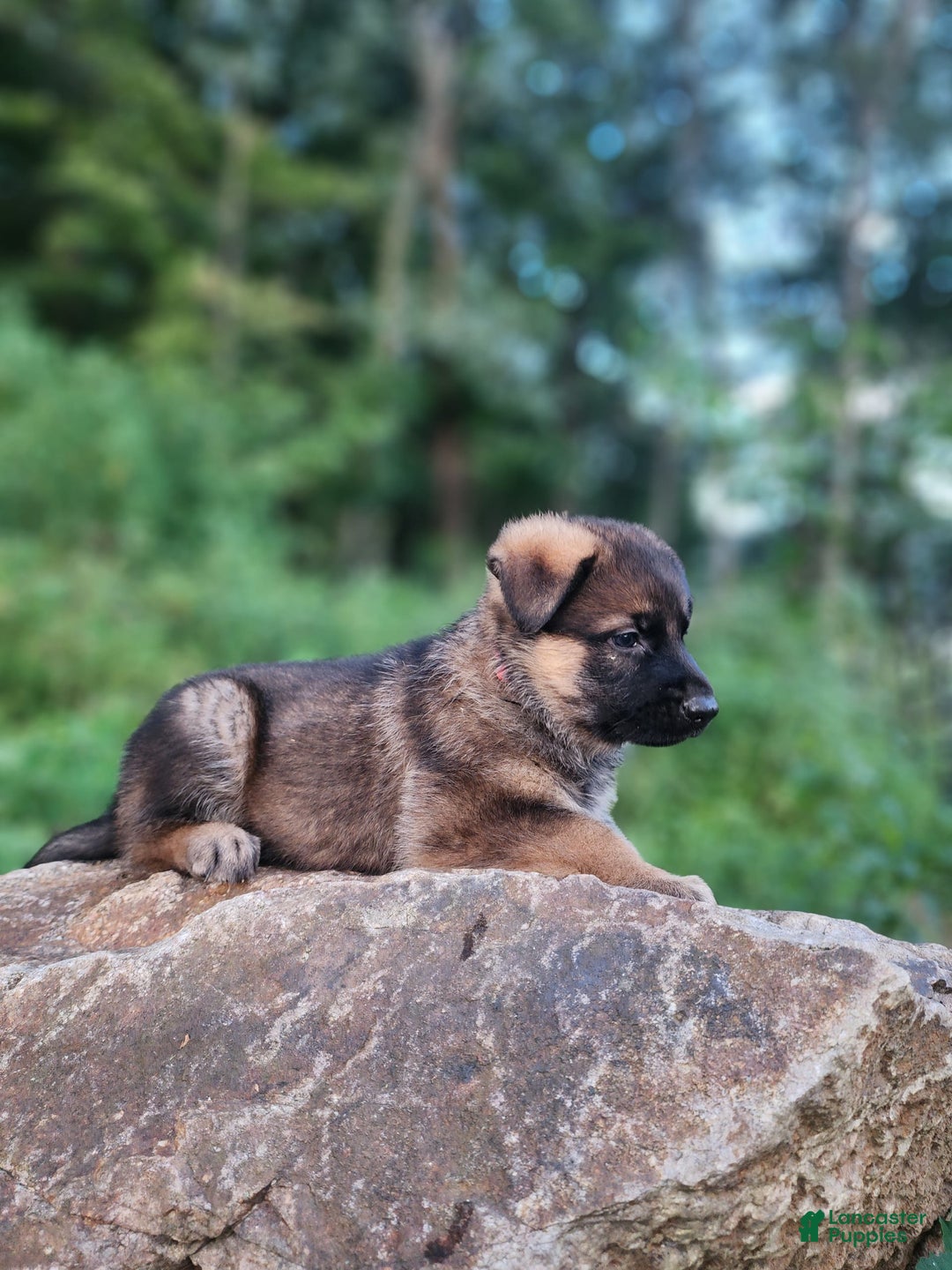 German Shepherd dogs for sale: Kaja - Image 10