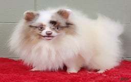 Pomeranian dogs for sale: Marley - Image 6