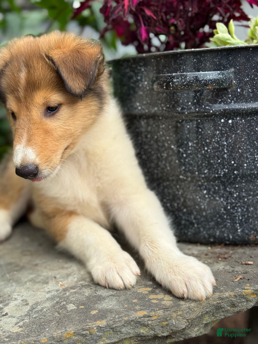 Collie dogs for sale: Aslan - Image 5