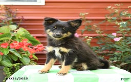 Shetland Sheepdog dogs for sale: Pluto - Image 7