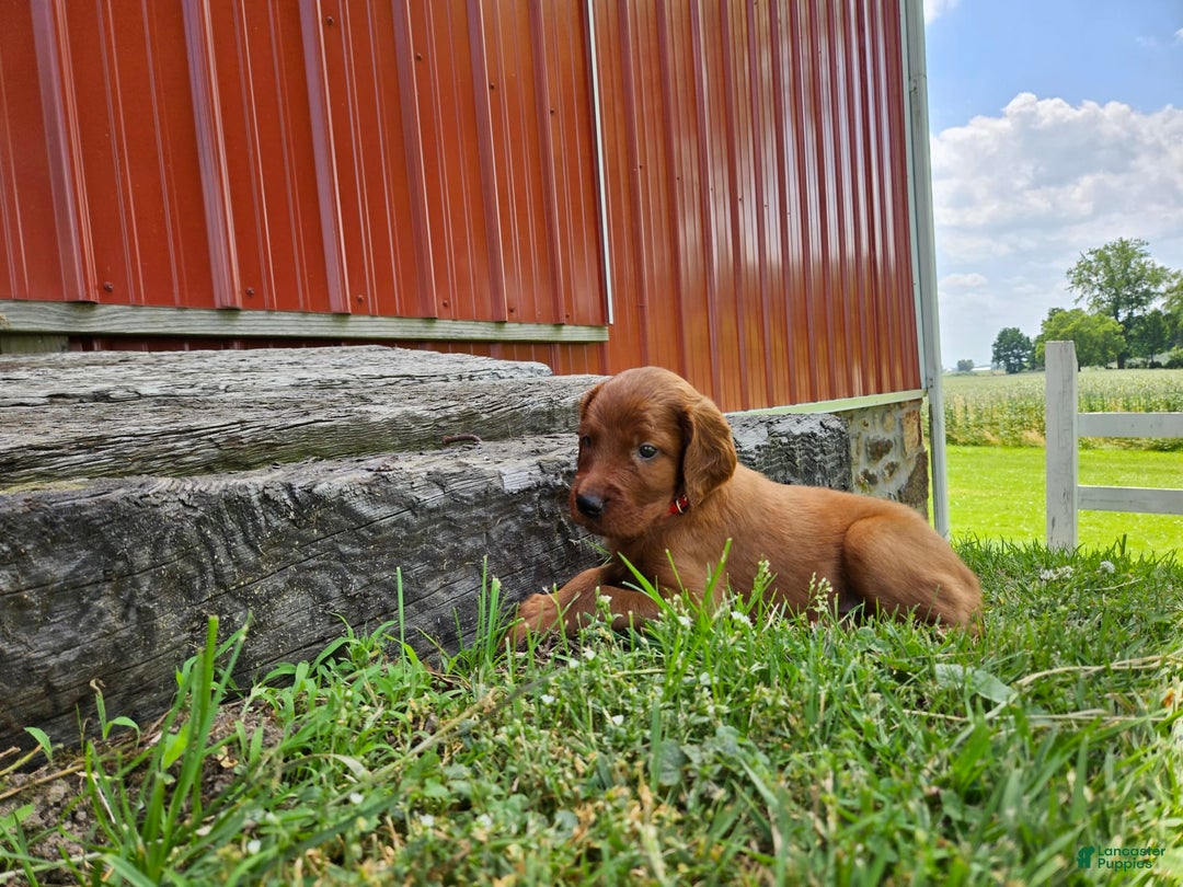 Irish Setter dogs for sale: Rover - Image 1