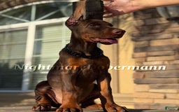 Doberman Pinscher dogs for sale: Malibu - Image 6