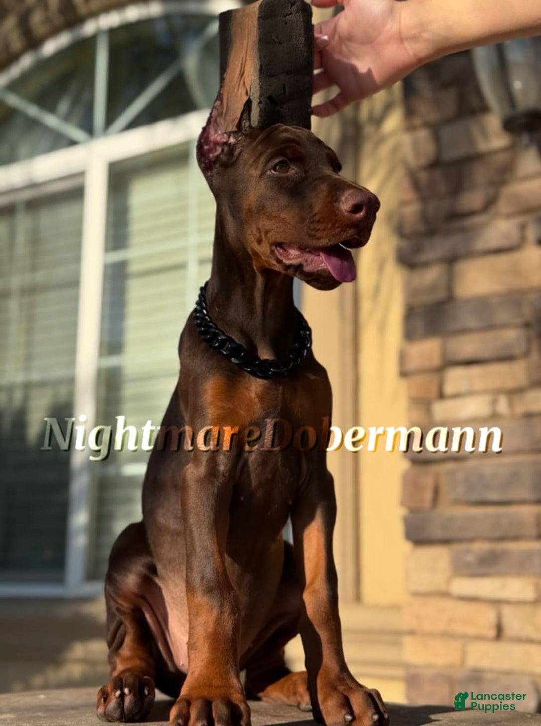 Doberman Pinscher dogs for sale: Malibu - Image 6