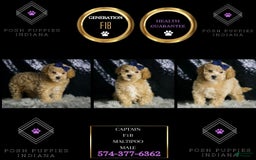 Maltipoo dogs for sale: Captain - Image 4