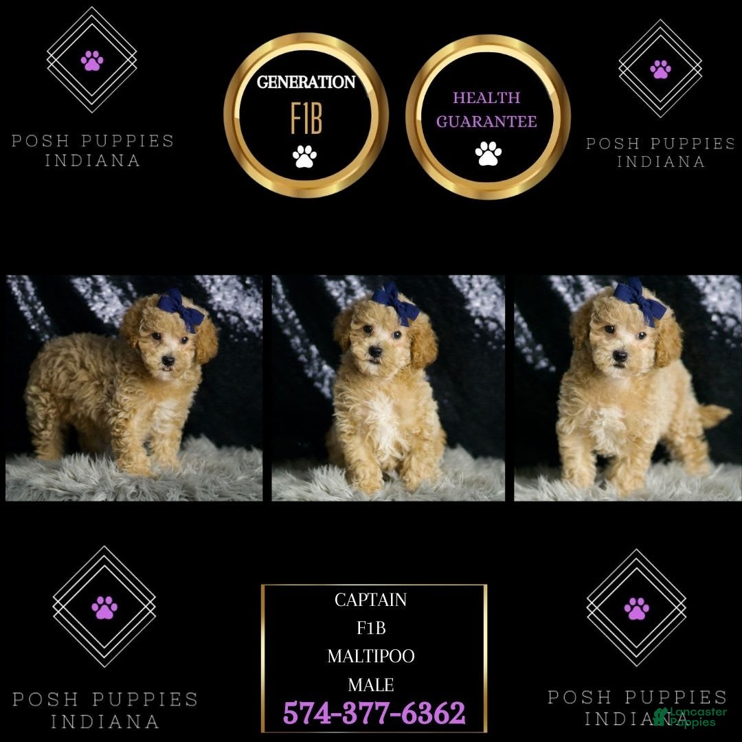 Maltipoo dogs for sale: Captain - Image 4