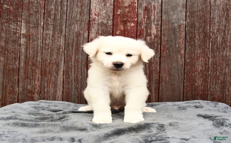 Great Pyrenees dogs for sale - Ad 1