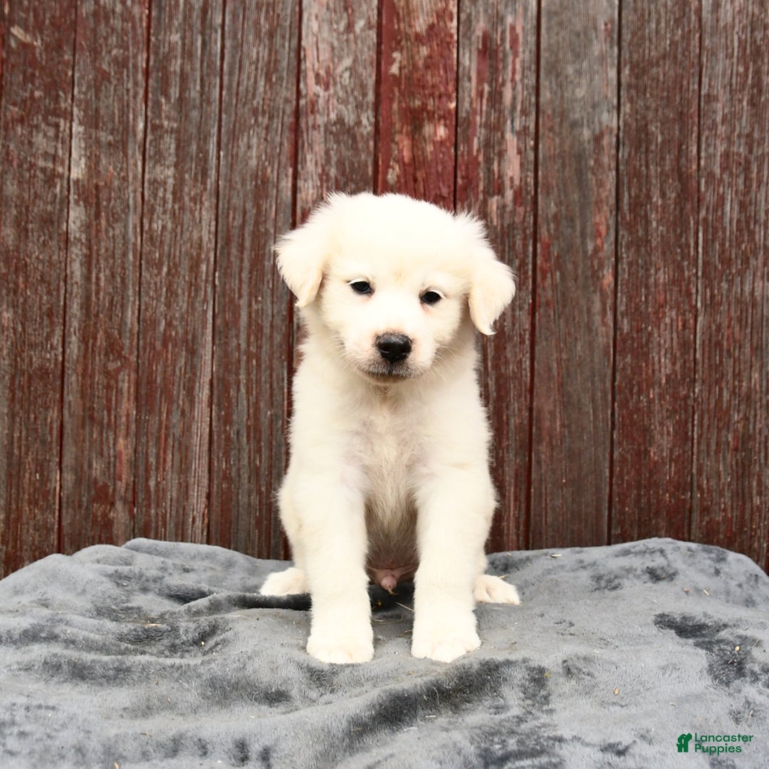 Great Pyrenees dogs for sale: Lucky - Image 1