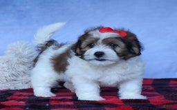 Shihpoo dogs for sale: Hugo - Image 11