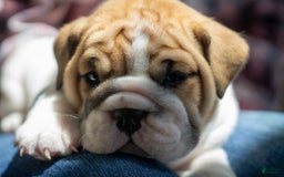 English Bulldog dogs for sale: Rudy - Image 4