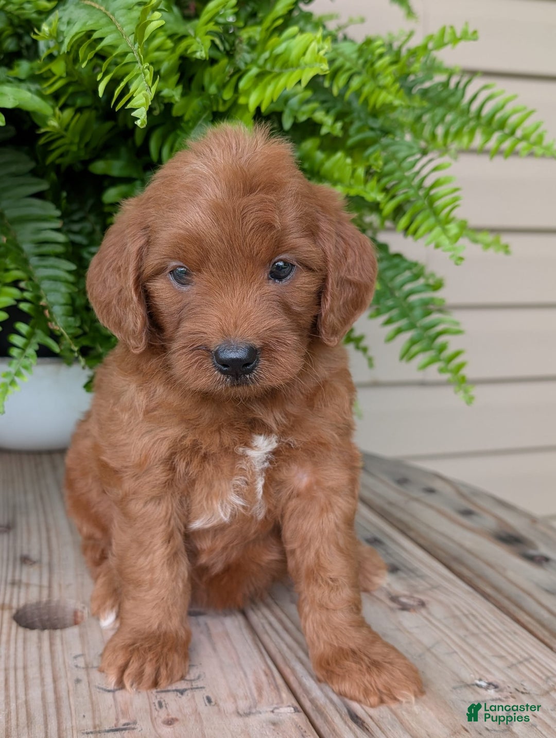 Mini Goldendoodle dogs for sale: Mini-wendy - Image 17