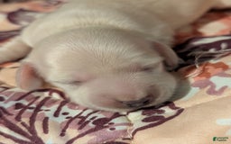 Miniature Dachshund dogs for sale: Berry Moon - Image 2