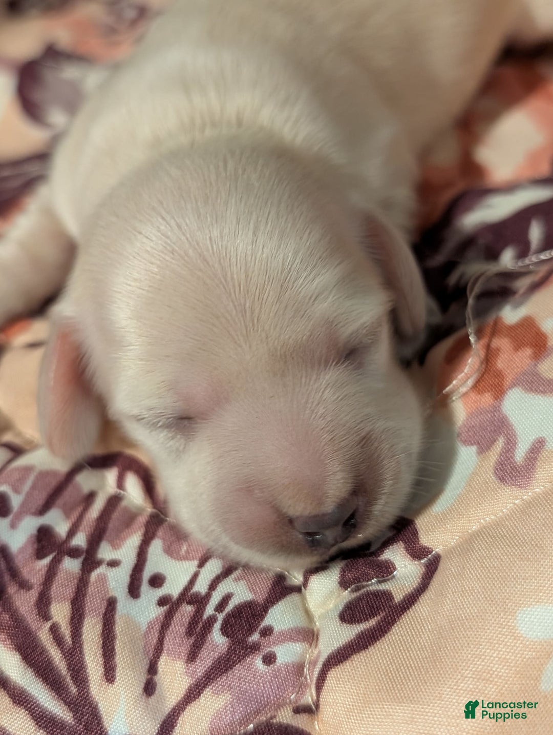 Miniature Dachshund dogs for sale: Berry Moon - Image 2