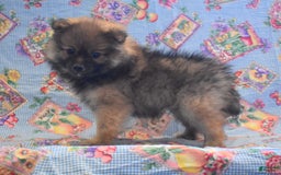 Pomeranian dogs for sale: Kevin - Image 3