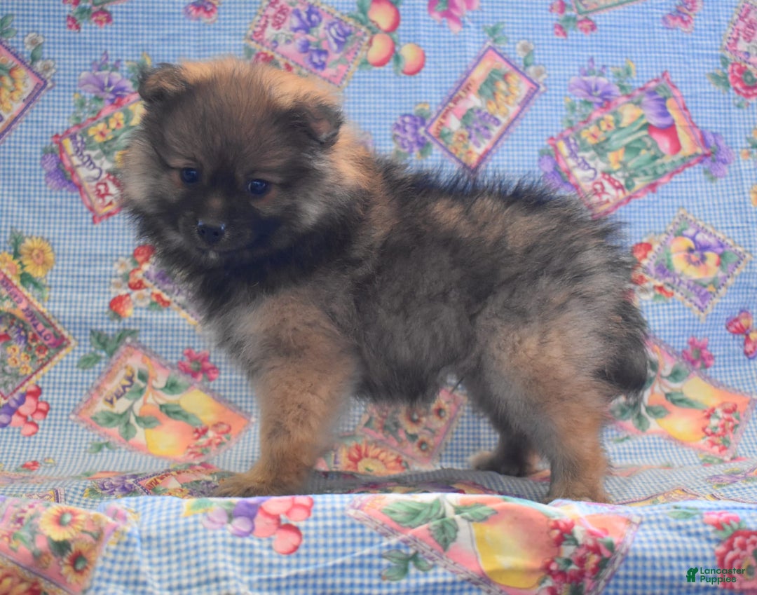 Pomeranian dogs for sale: Kevin - Image 3
