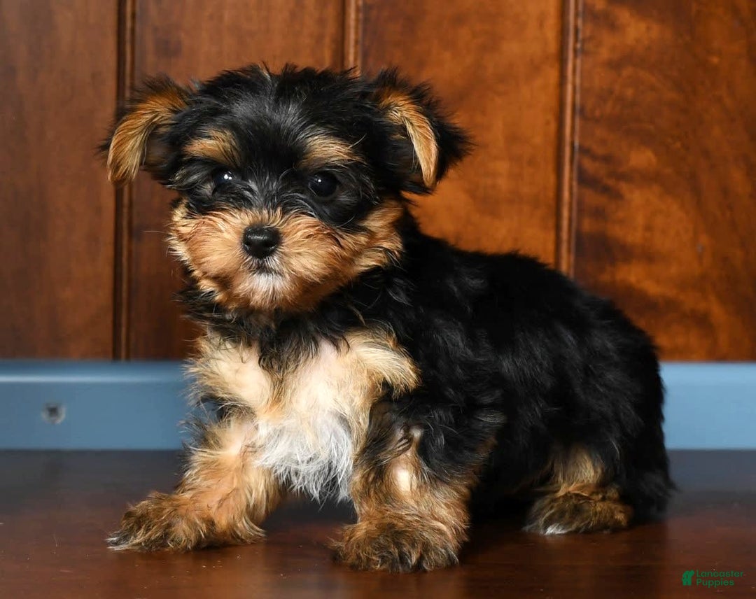 Yorkshire Terrier dogs for sale: Angel - Image 6