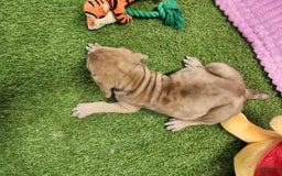 Catahoula Leopard Dog dogs for sale: Duchess 2025 Female 4 - Image 6