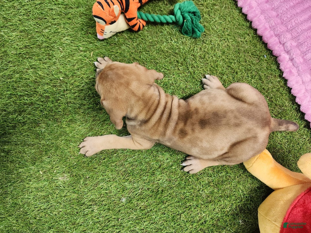 Catahoula Leopard Dog dogs for sale: Duchess 2025 Female 4 - Image 6