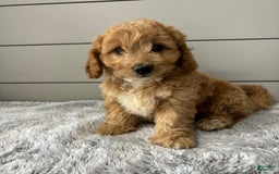 Mini Goldendoodle dogs for sale: Jasper - Image 3