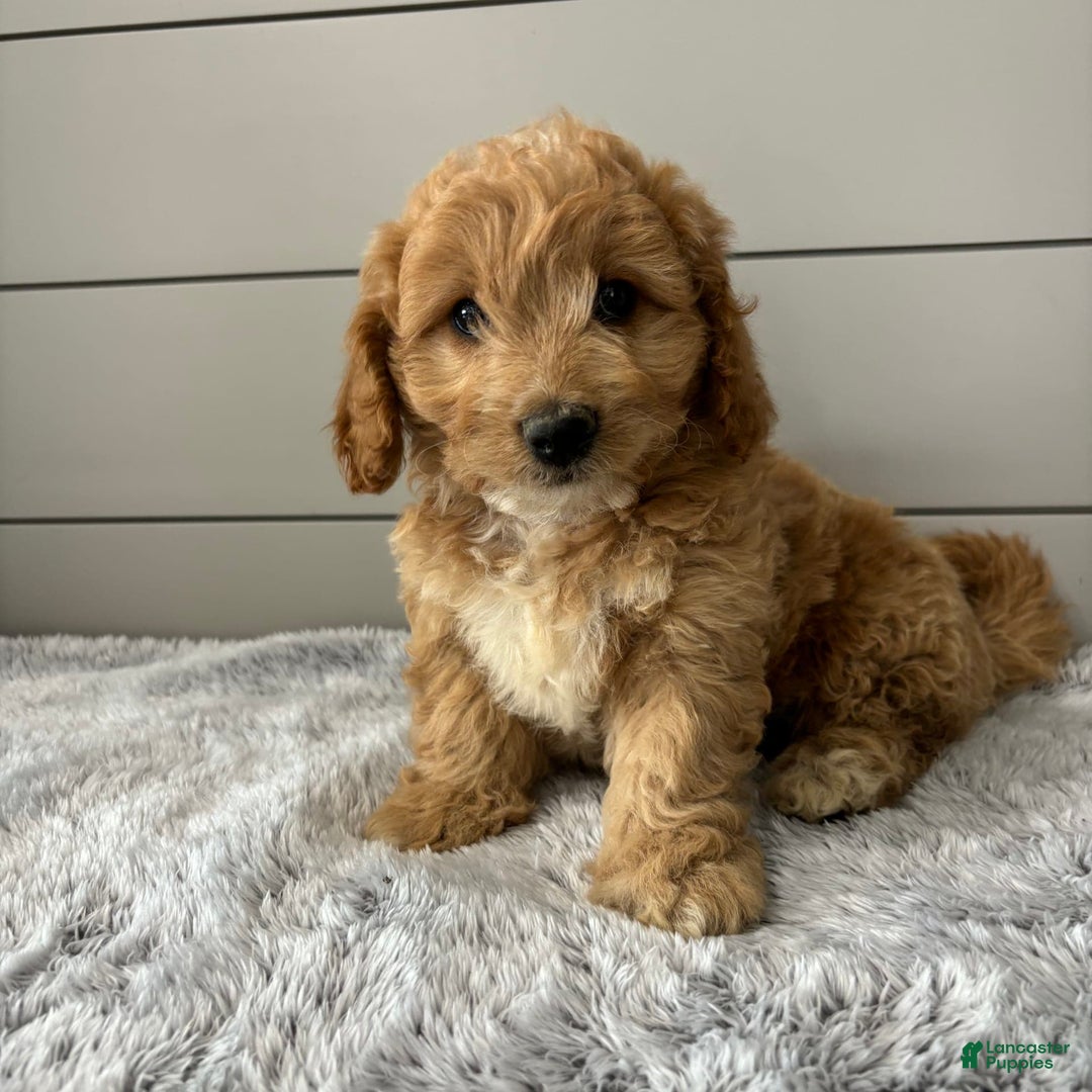 Mini Goldendoodle dogs for sale: Jasper - Image 3