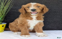 Goldendoodle dogs for sale: Mikey - Image 22