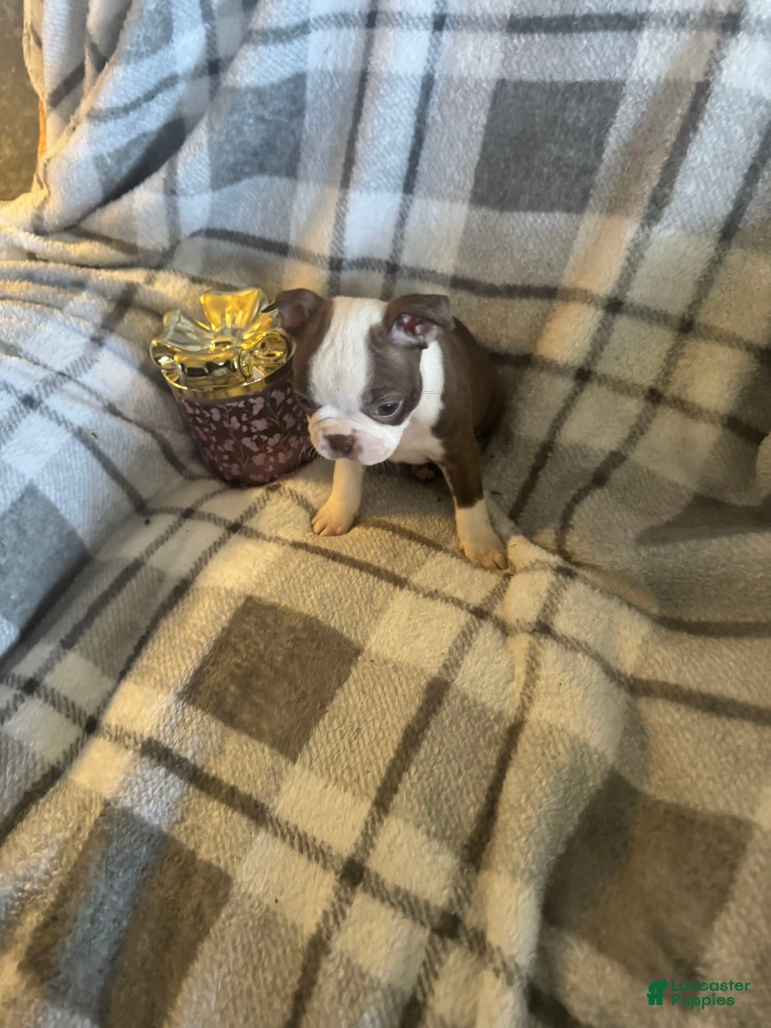 Boston Terrier dogs for sale: Pheobe - Image 1