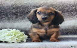 Miniature Dachshund dogs for sale: Trooper - Image 9