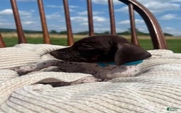 German Shorthaired Pointer dogs for sale: Trigger - Image 2