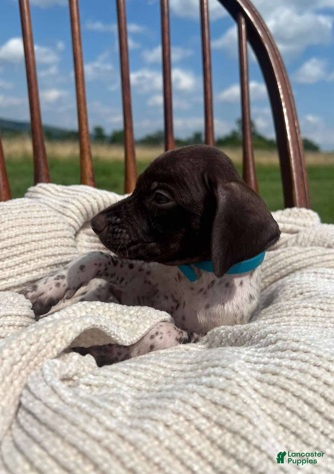 German Shorthaired Pointer dogs for sale: Trigger - Image 2