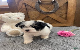 Morkie dogs for sale: Pink - Image 5