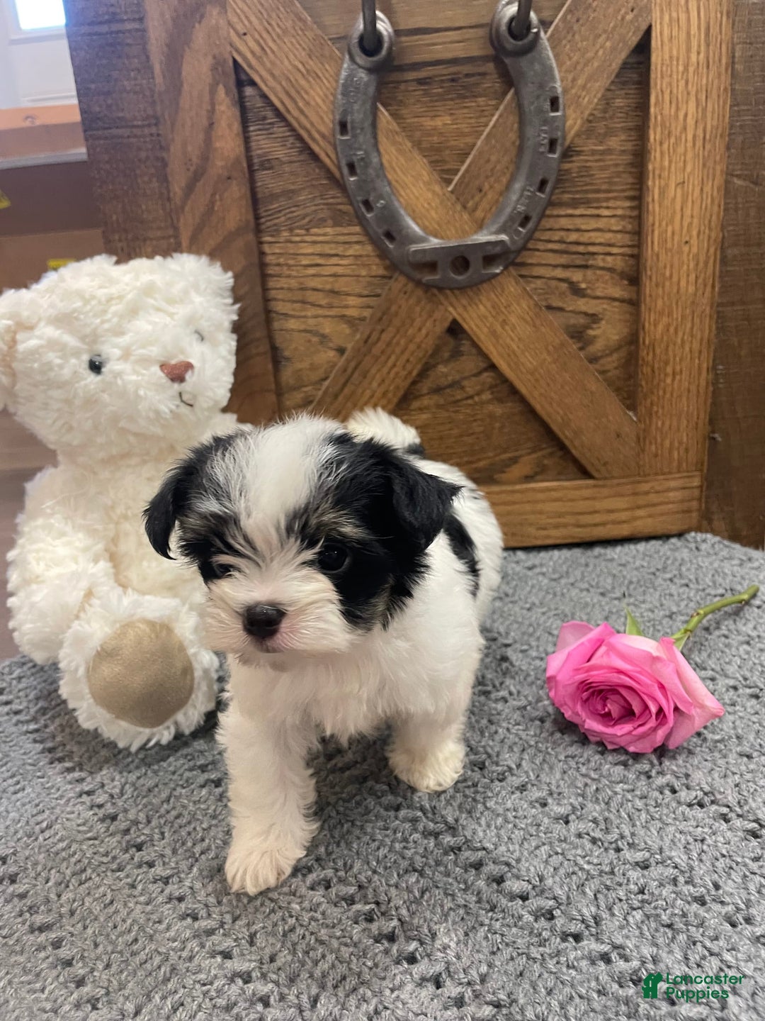 Morkie dogs for sale: Pink - Image 5