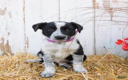 Australian Cattle Dog dogs for sale: Pansey - Image 4