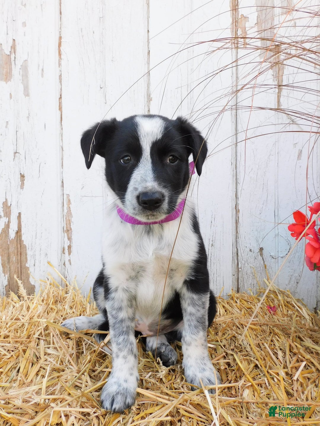 Australian Cattle Dog dogs for sale: Pansey - Image 4