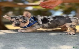 French Bulldog dogs for sale: Rolex - Image 1
