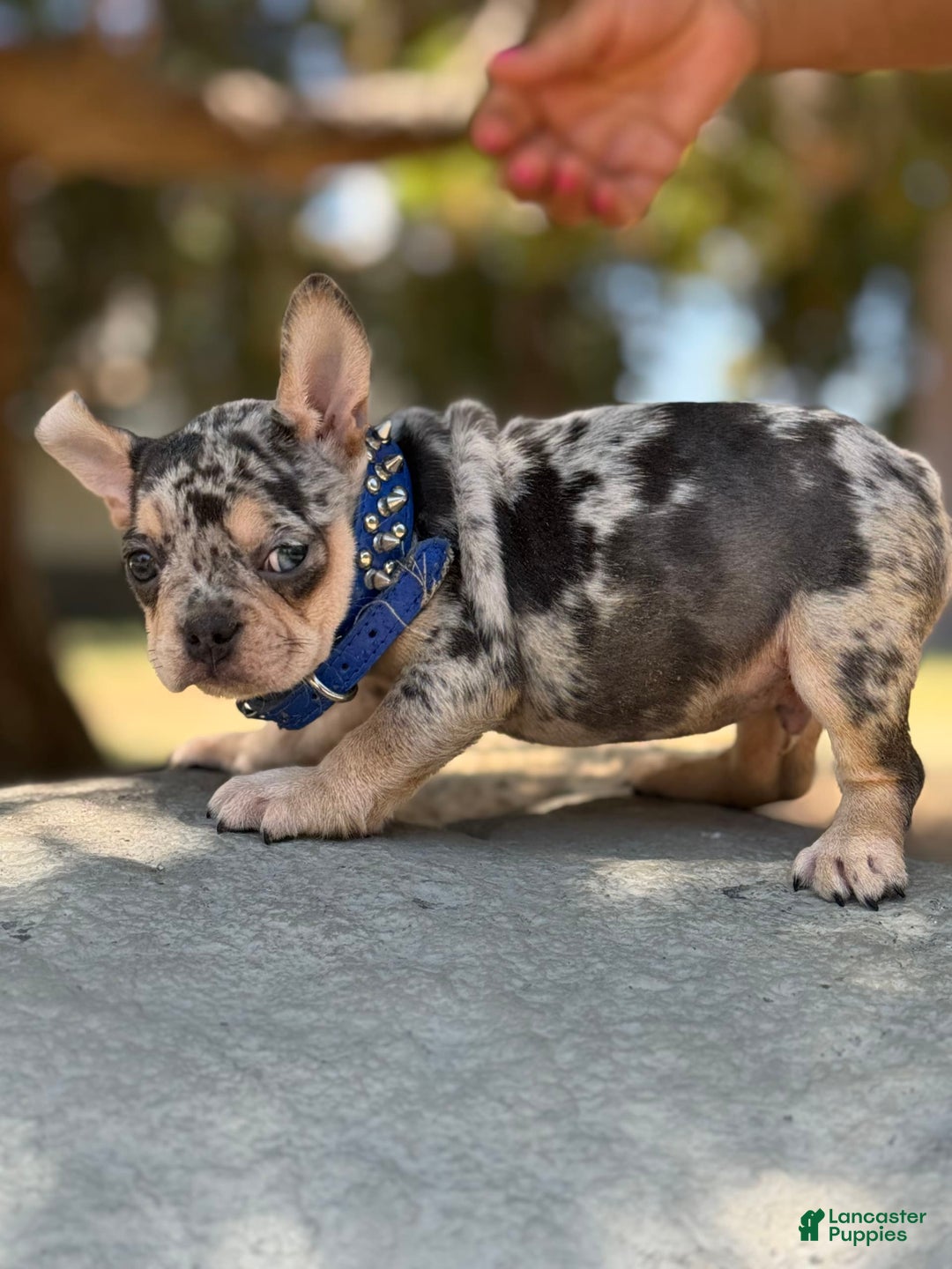 French Bulldog dogs for sale: Rolex - Image 1