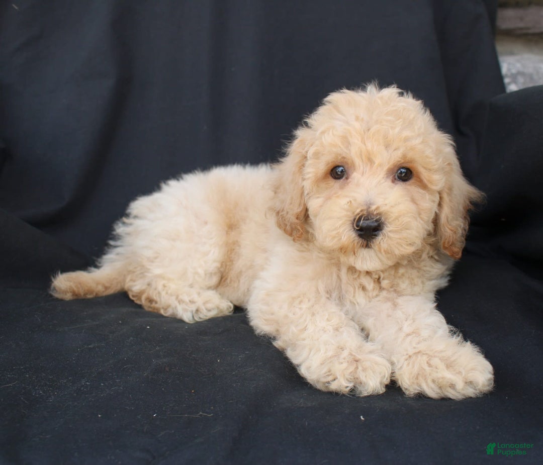 Bichpoo dogs for sale: Gabe - Image 1