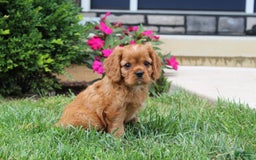 Cavalier King Charles Spaniel dogs for sale: Bentley - Image 9
