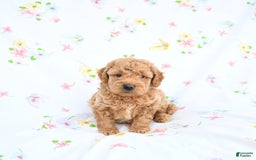 Mini Goldendoodle dogs for sale: Murphy - Image 3