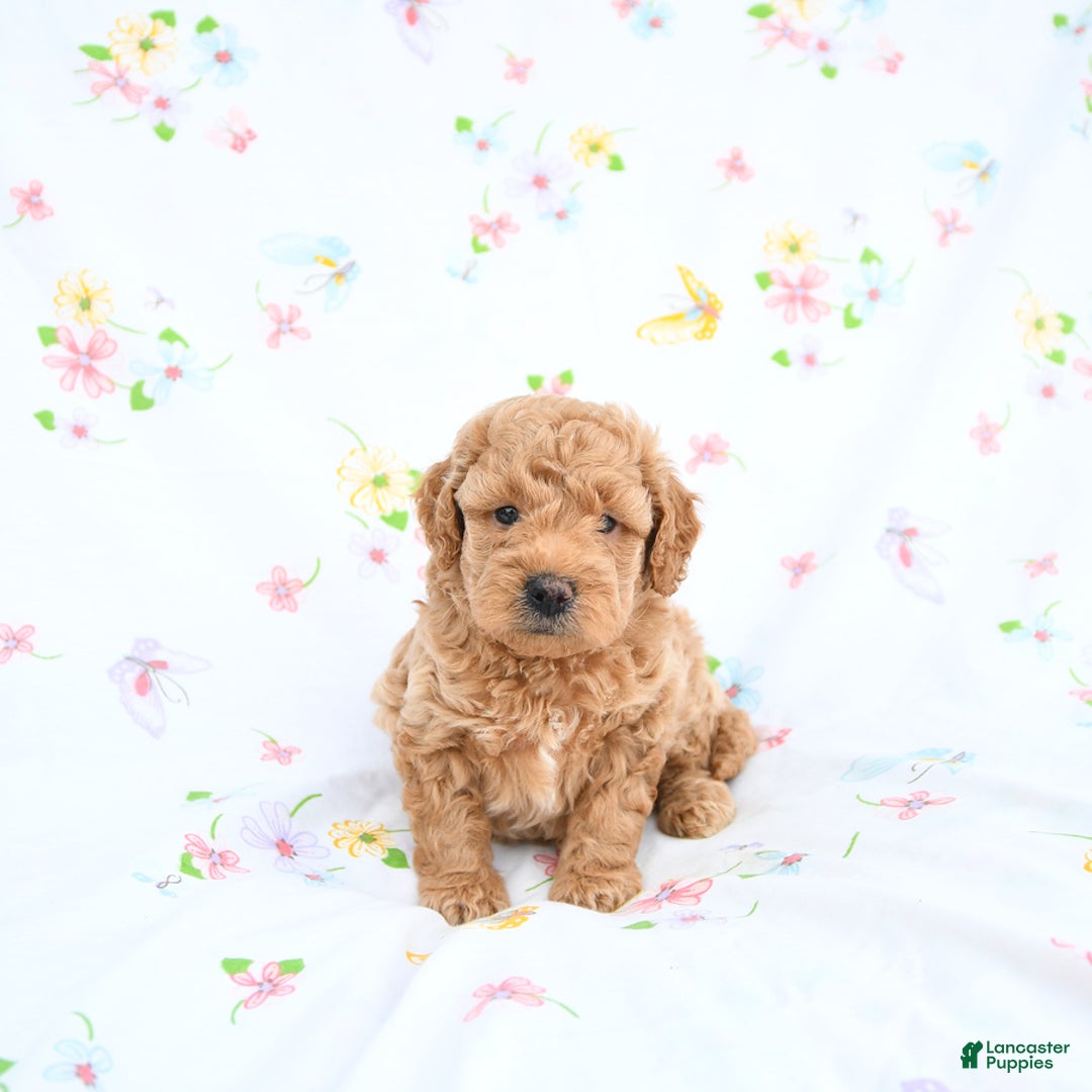 Mini Goldendoodle dogs for sale: Murphy - Image 3