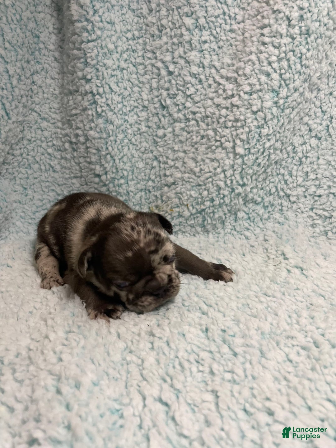 French Bulldog dogs for sale: Harley - Image 1