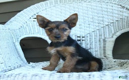Yorkshire Terrier dogs for sale: Tilly - Image 6
