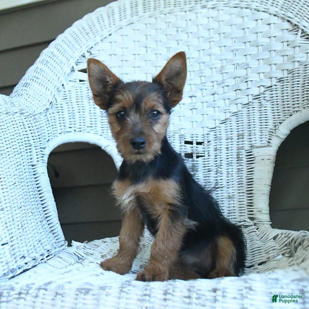 Yorkshire Terrier dogs for sale: Tilly - Image 6