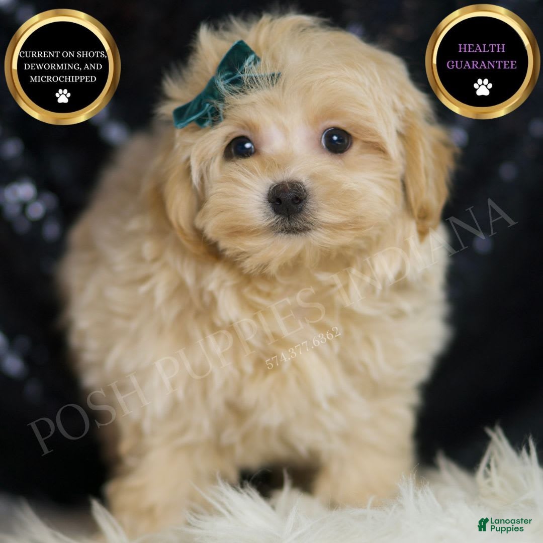 Maltipoo dogs for sale: Maltipoo 4 puppies - Image 8