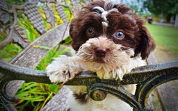 Havapoo dogs for sale: Destiny - Image 1