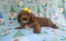 Cockapoo dogs for sale: Spirit - Image 9