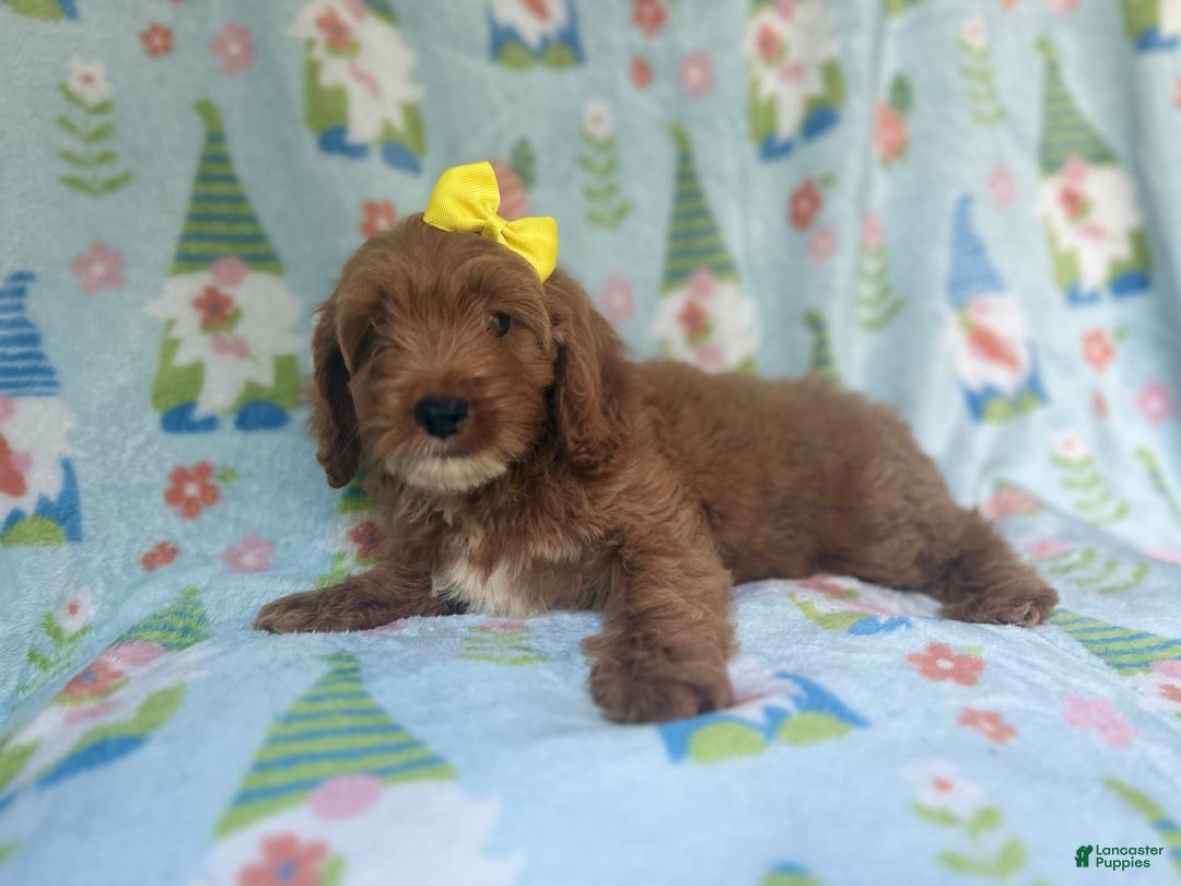 Cockapoo dogs for sale: Spirit - Image 9