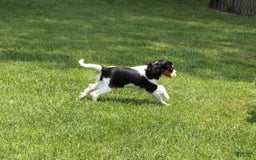 Cavalier King Charles Spaniel dogs for sale: Missy - Image 5