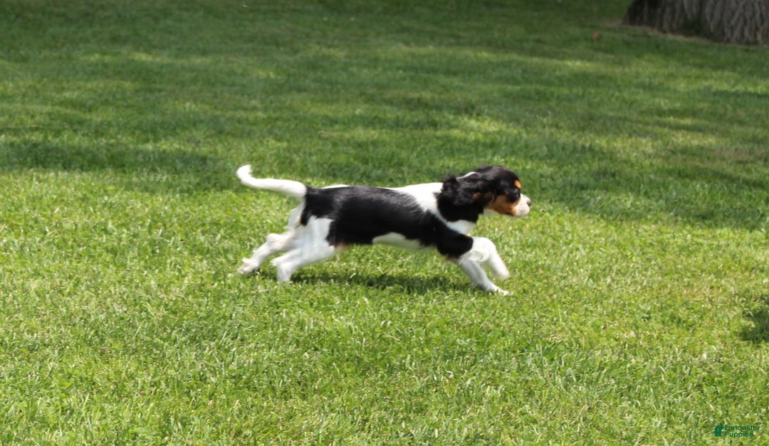 Cavalier King Charles Spaniel dogs for sale: Missy - Image 5