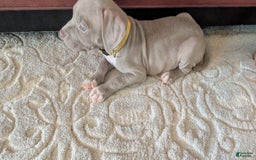 American Bully dogs for sale: Yellow Boy - Image 2