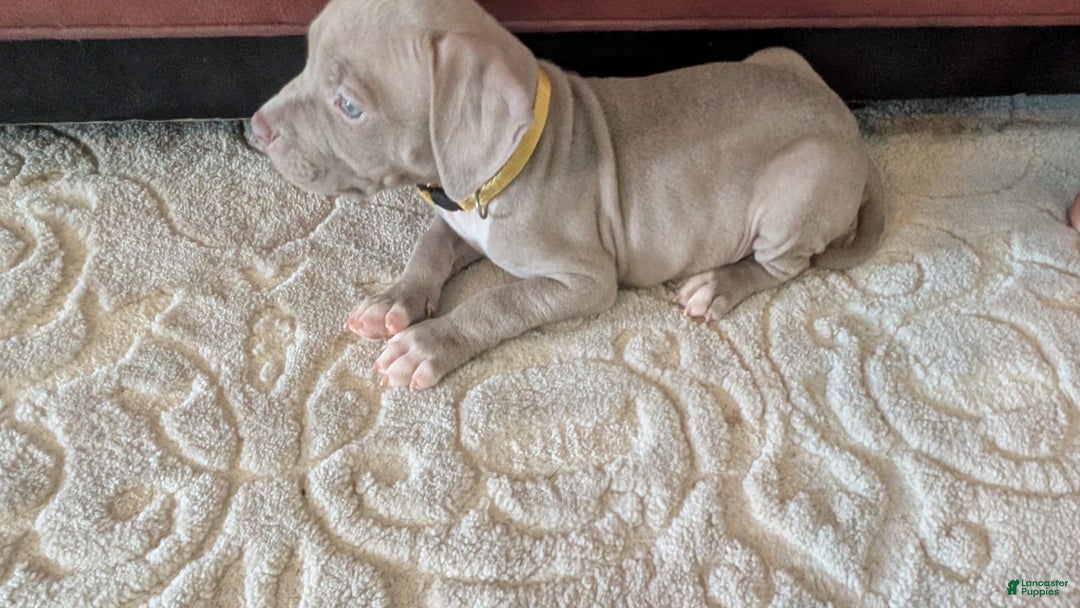 American Bully dogs for sale: Yellow Boy - Image 2